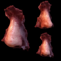 Severed Nose Magnet -Bloodline Effects Store 82c588 f0845412b02641ba893bfee2abef3cdcmv2