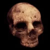 Custom Jawless Skull 1 Custom Jawless Skull -Bloodline Effects Store 82c588 f4c937fc6676472c8cd5f8f567316258mv2