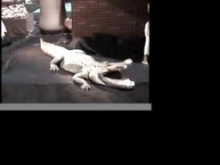 Hungry Gator Animatronic -Bloodline Effects Store 82c588 f6257b84462b4ac0b3a02ce0cadb9807f002